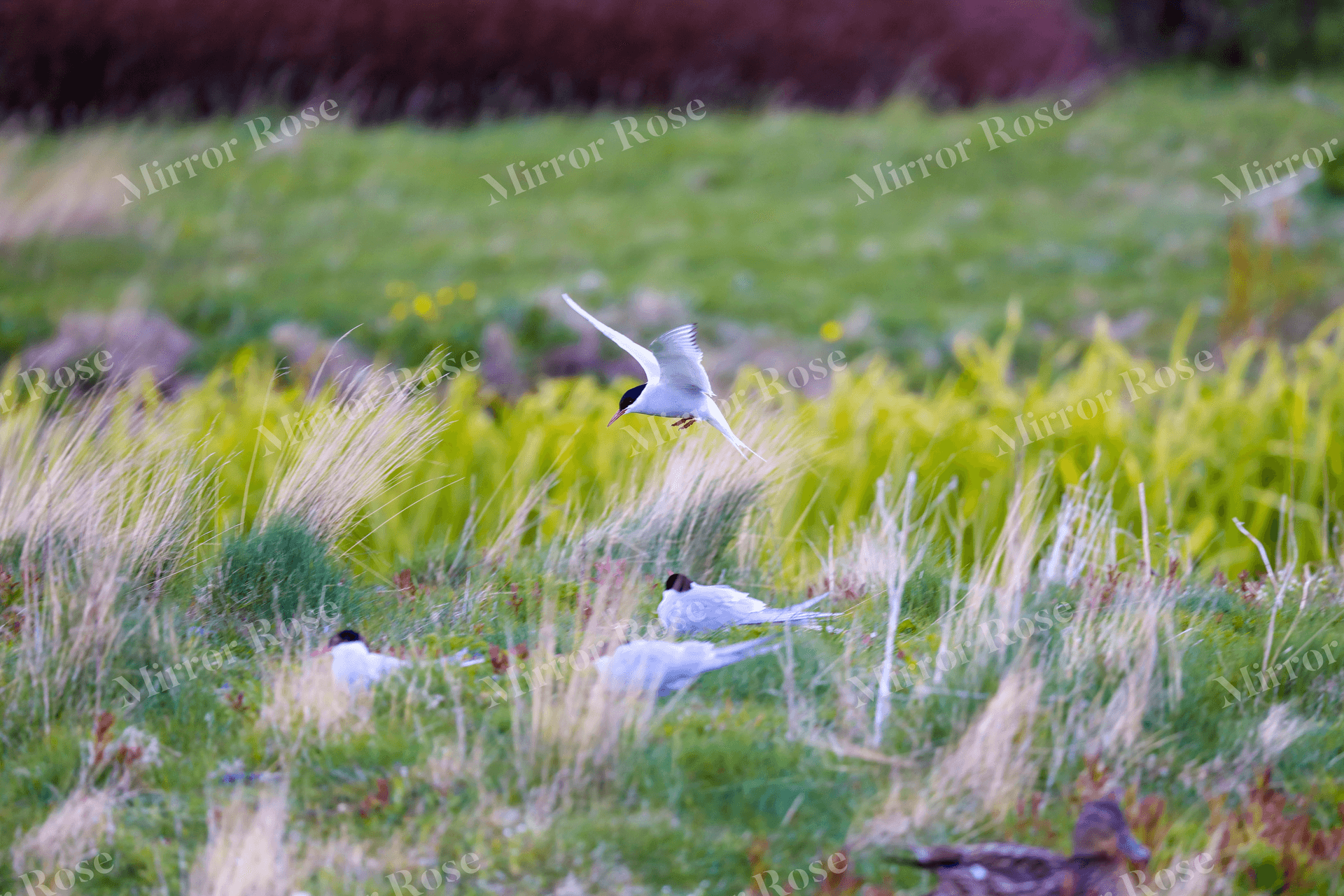 majestic nordic tern in flight over icelandic landscape