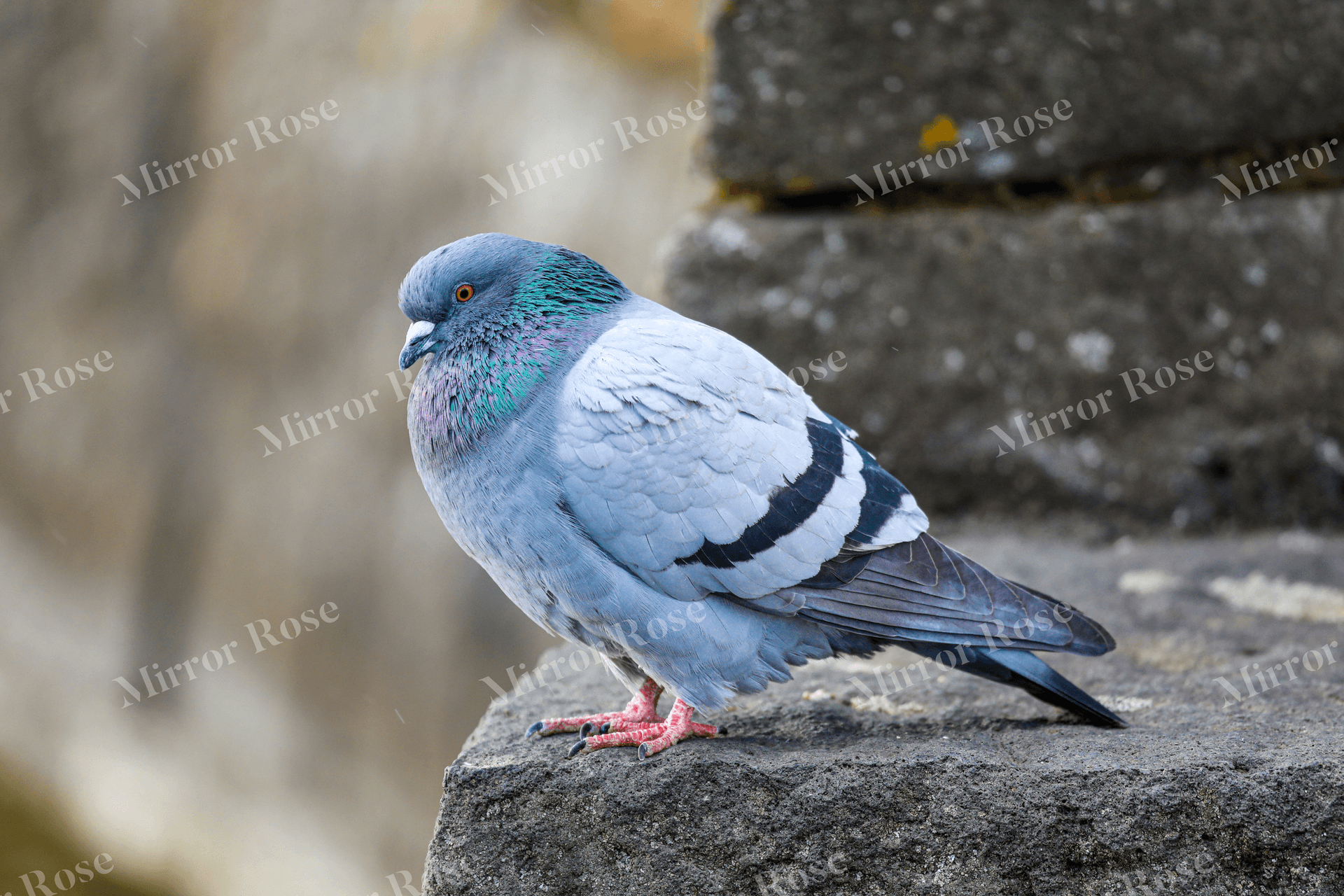 captivating nordic pigeon on a stony perch