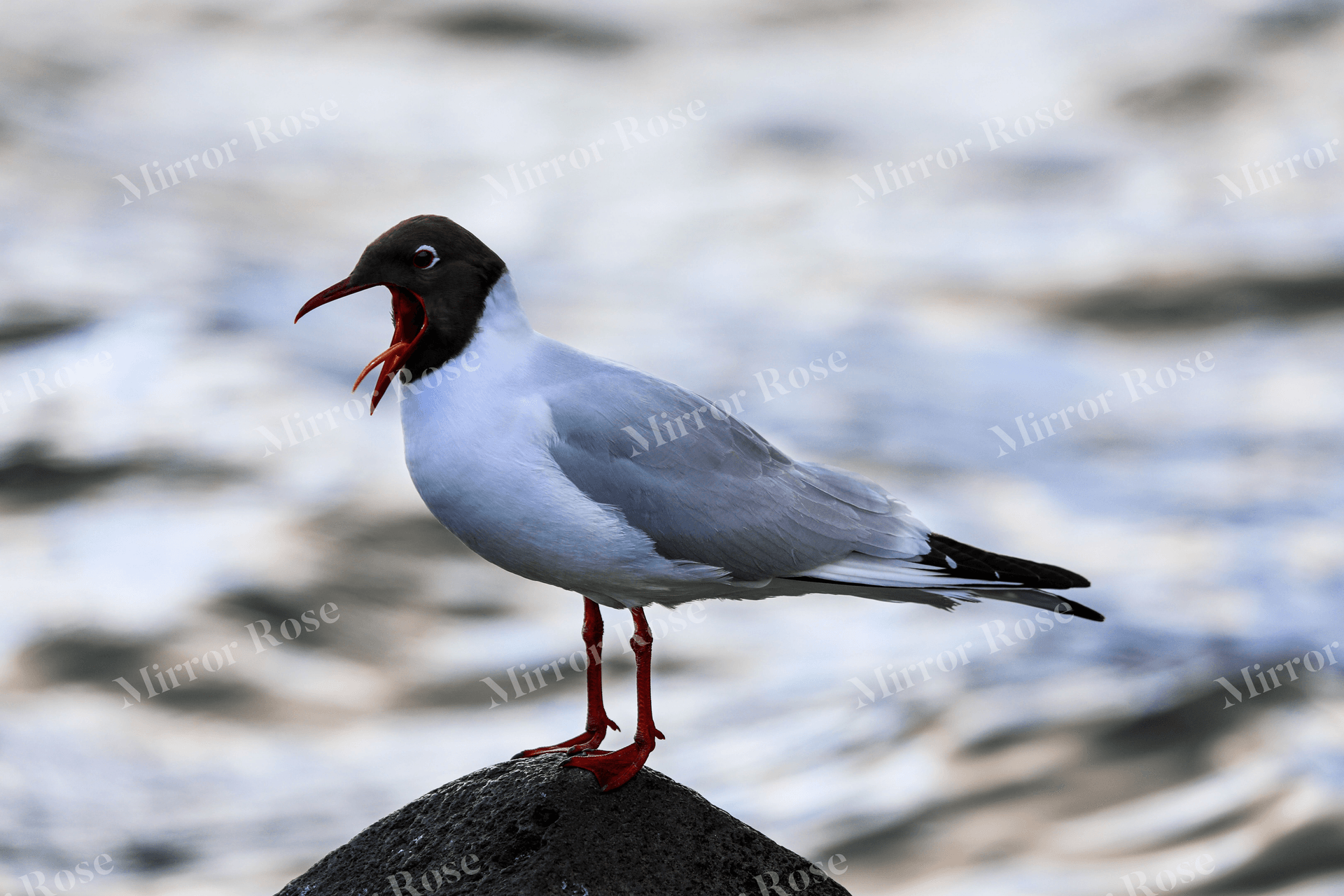 majestic nordic seagull on a rock