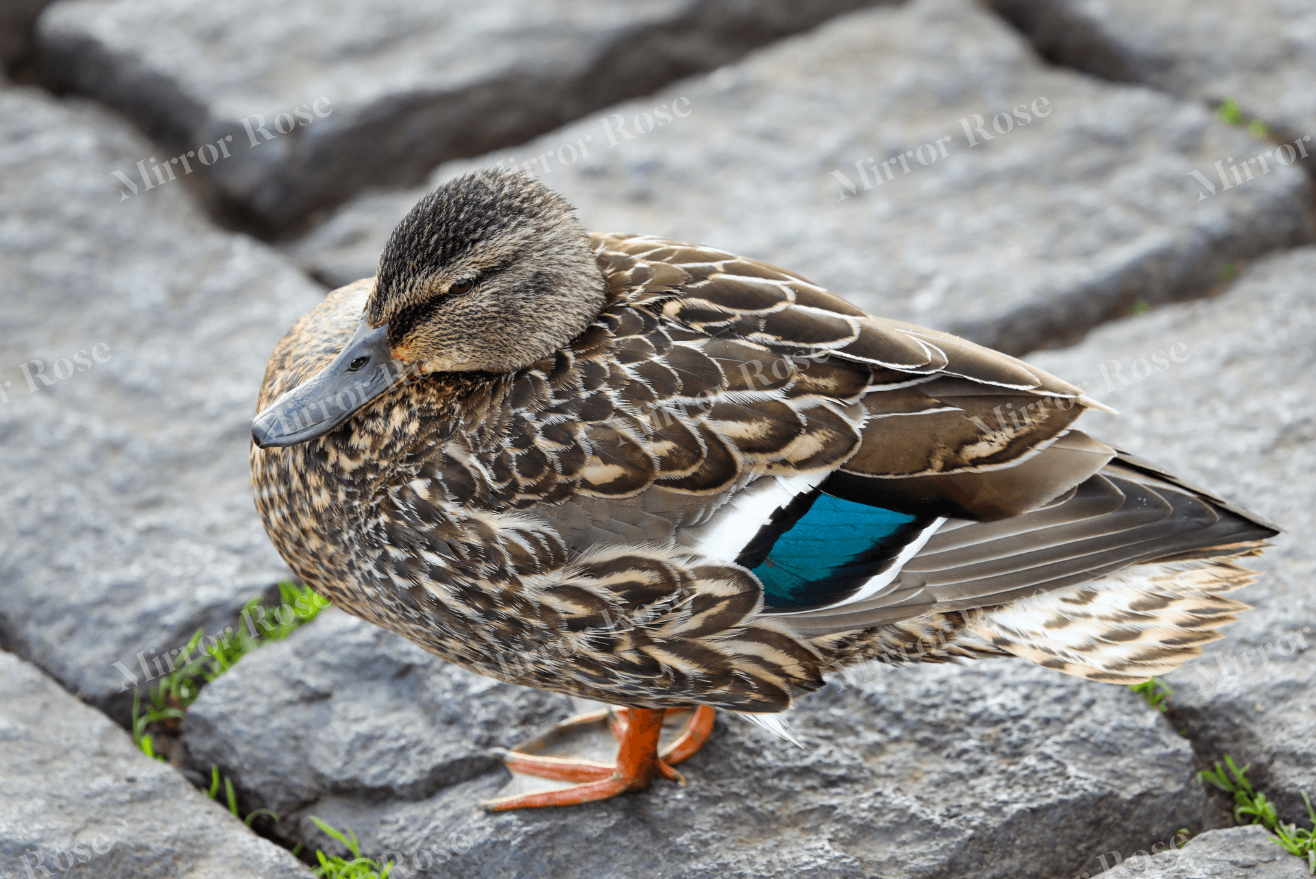 tranquil nordic scene featuring an icelandic duck