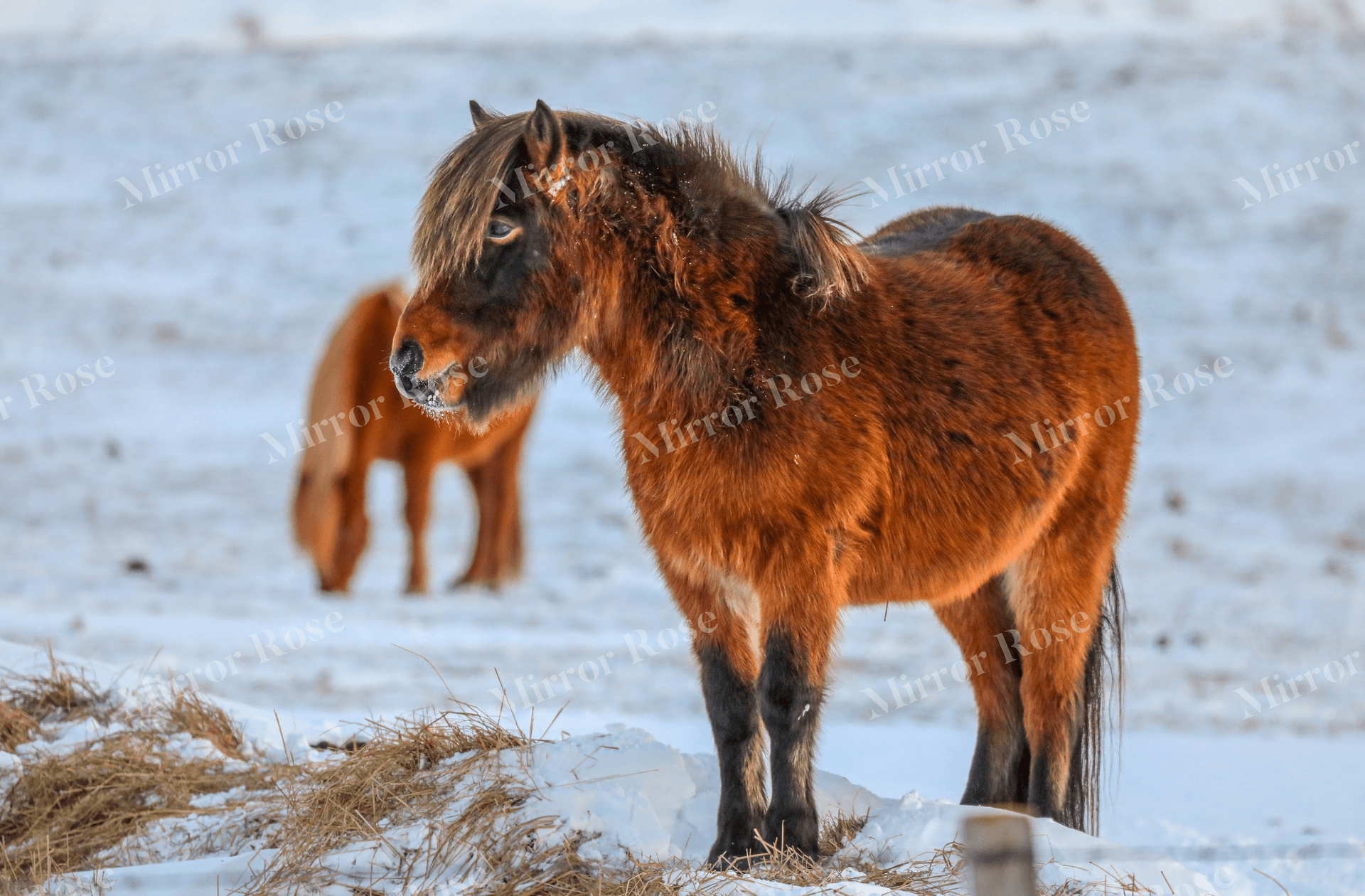 majestic nordic icelandic horses in winter landscape