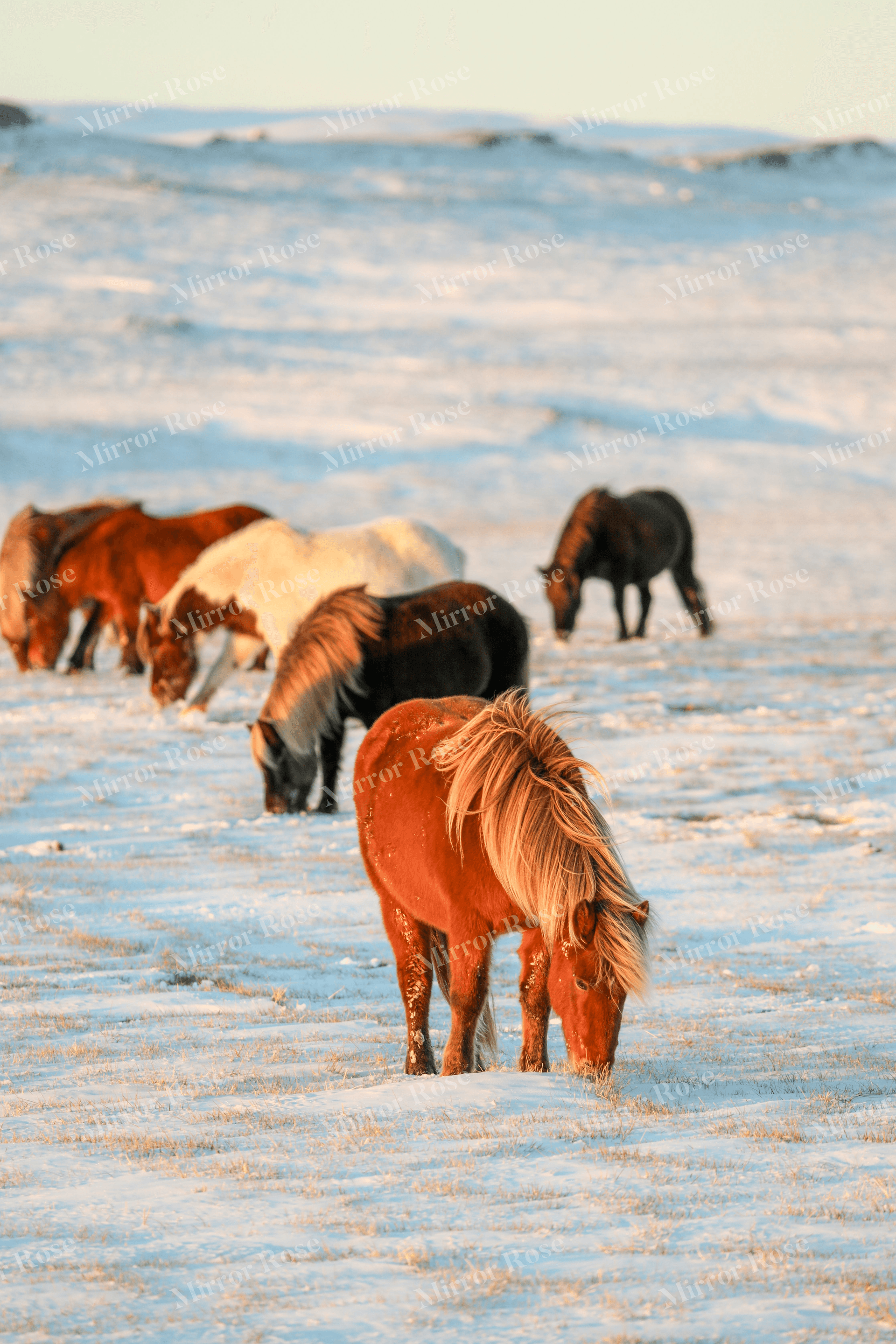 majestic nordic horses grazing in icelandic snowfields