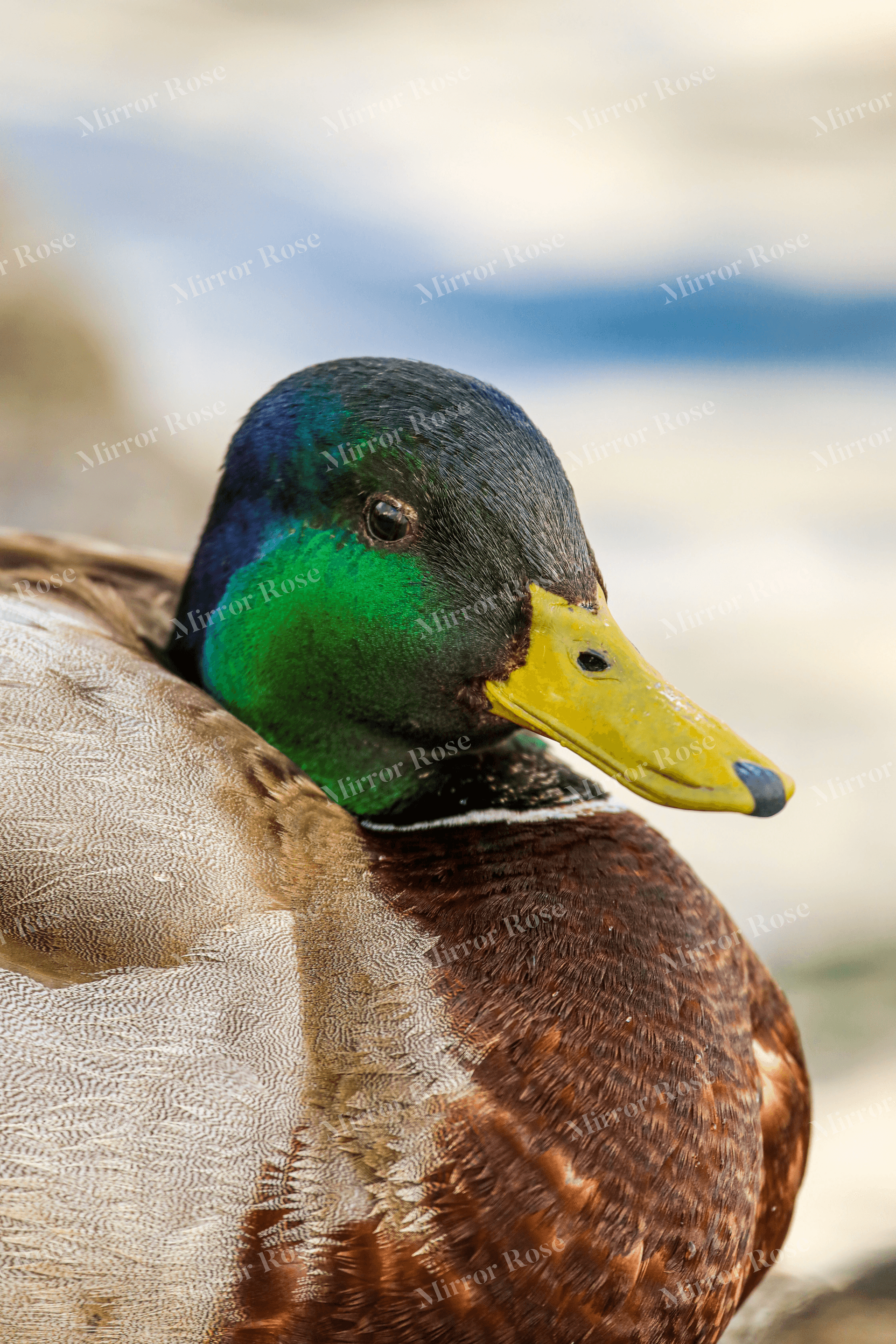 majestic nordic mallard duck close-up