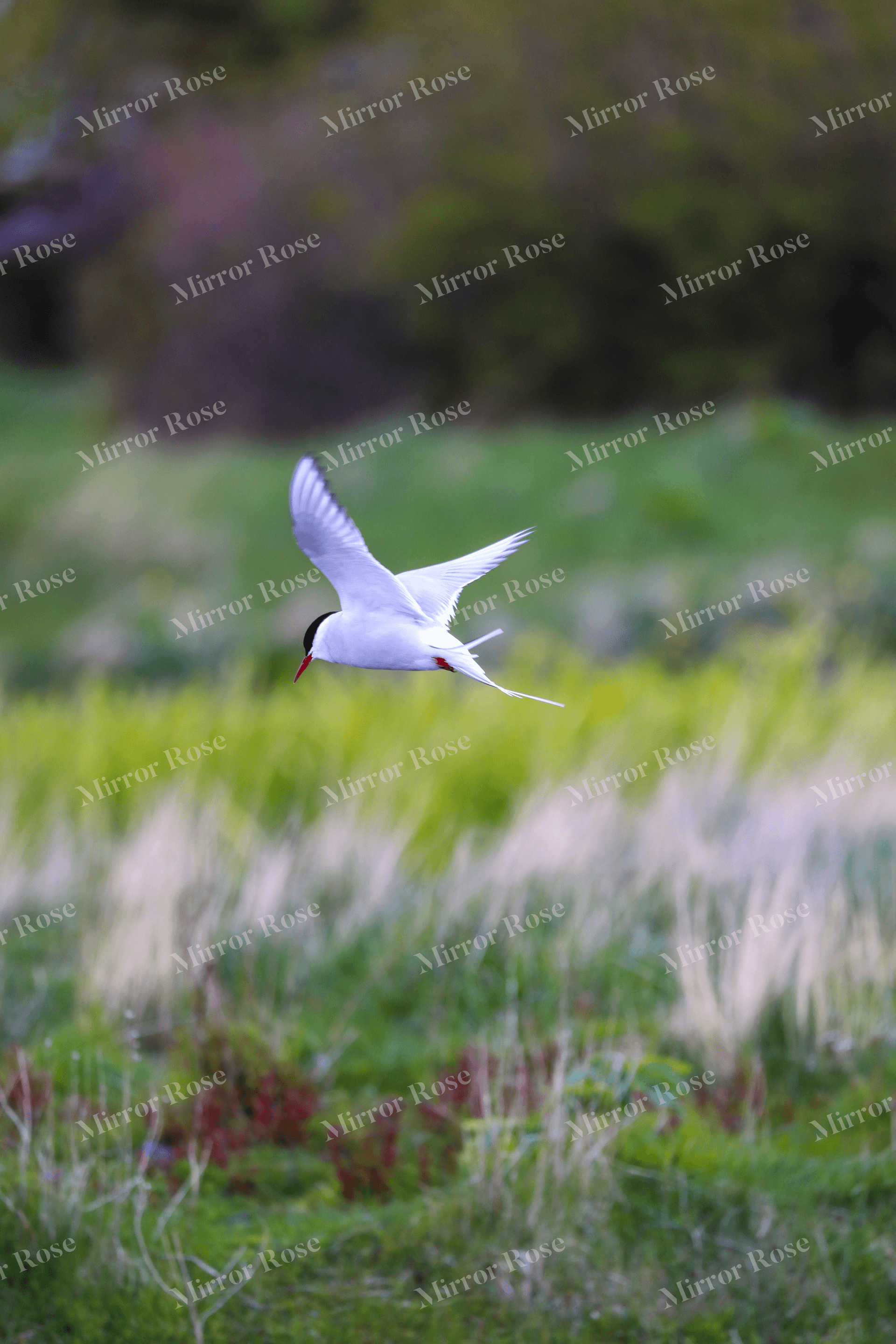 graceful flight of a nordic tern