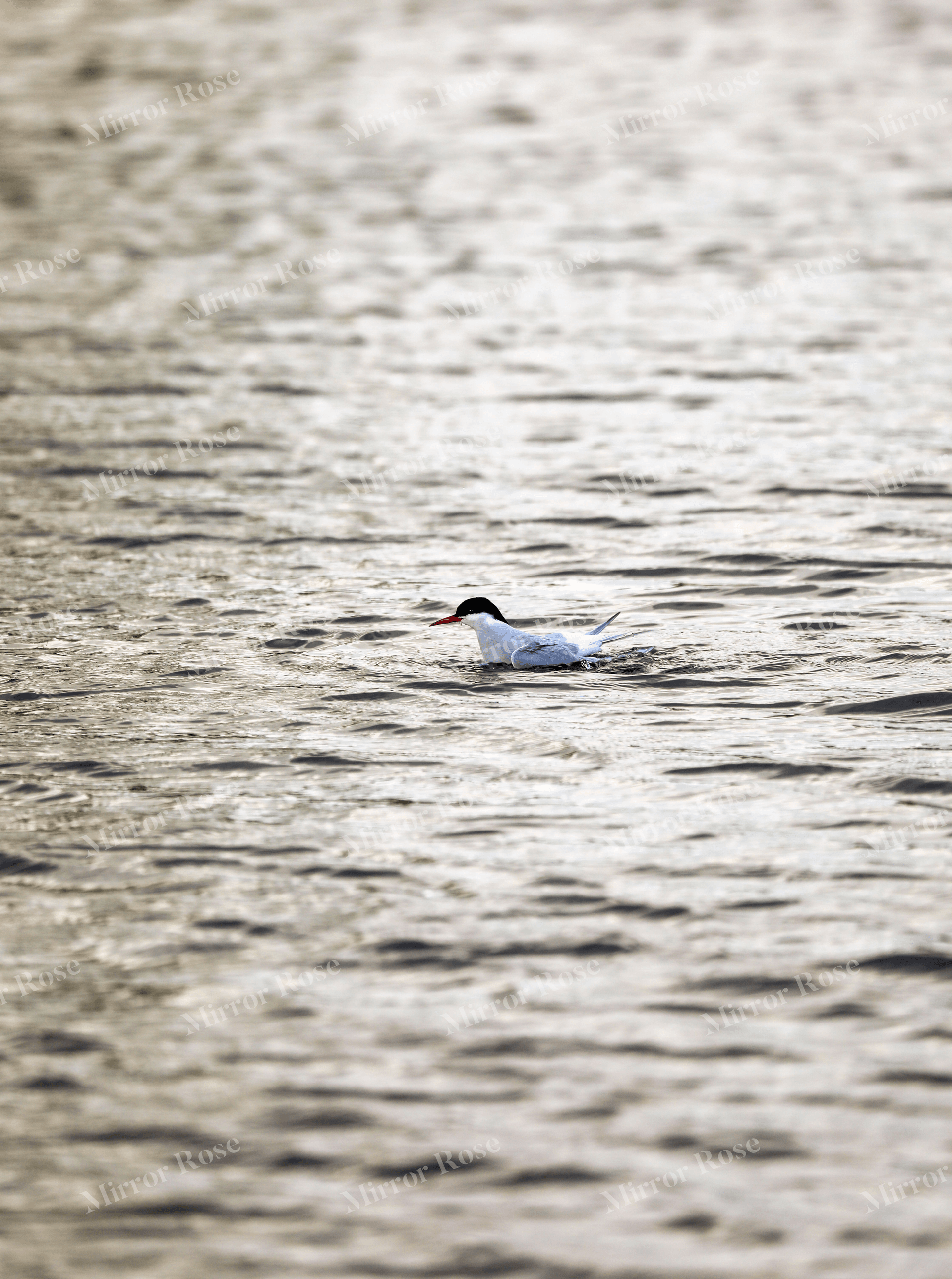serene nordic waters with an icelandic tern