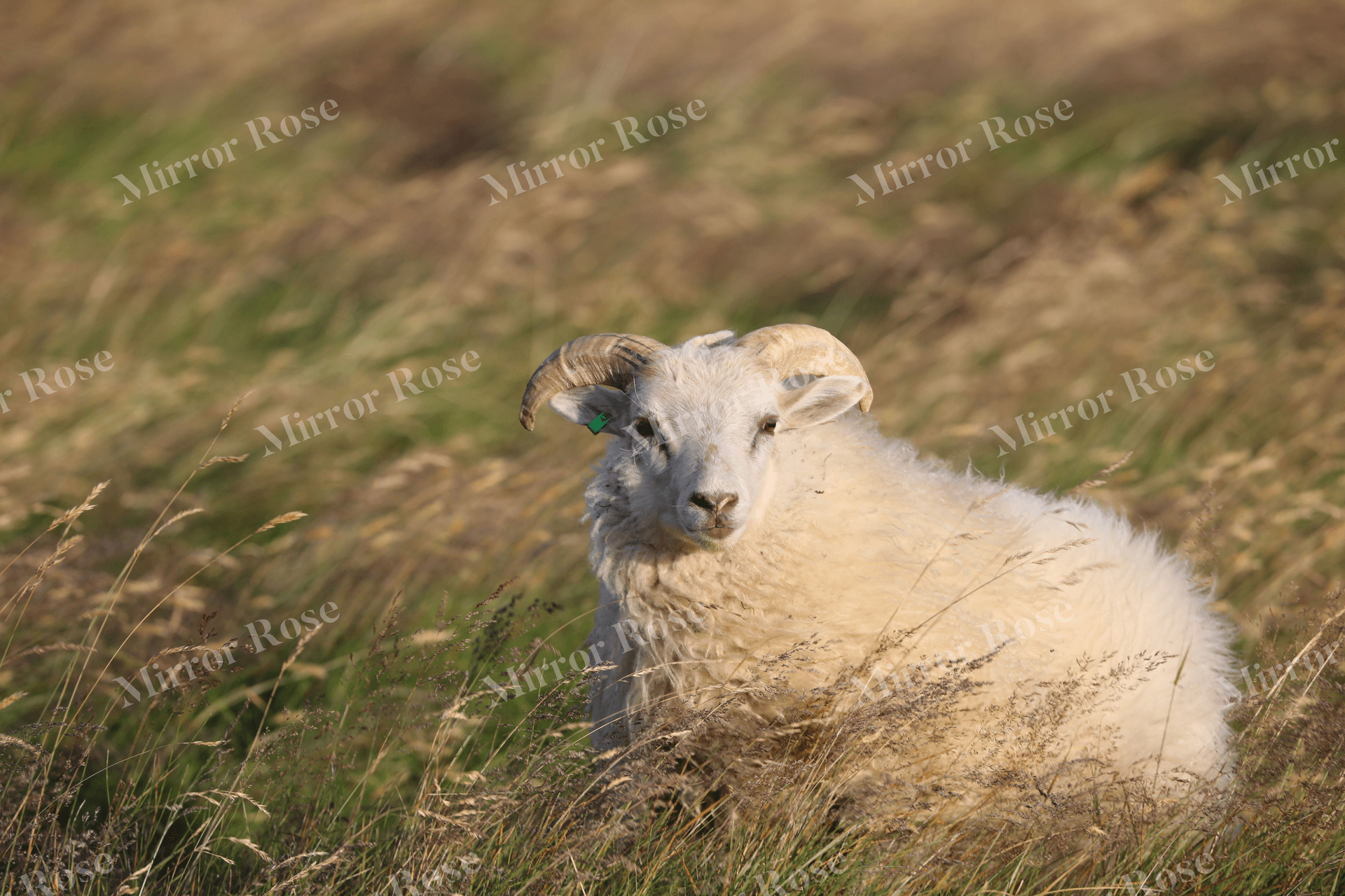 charming nordic sheep in the meadow