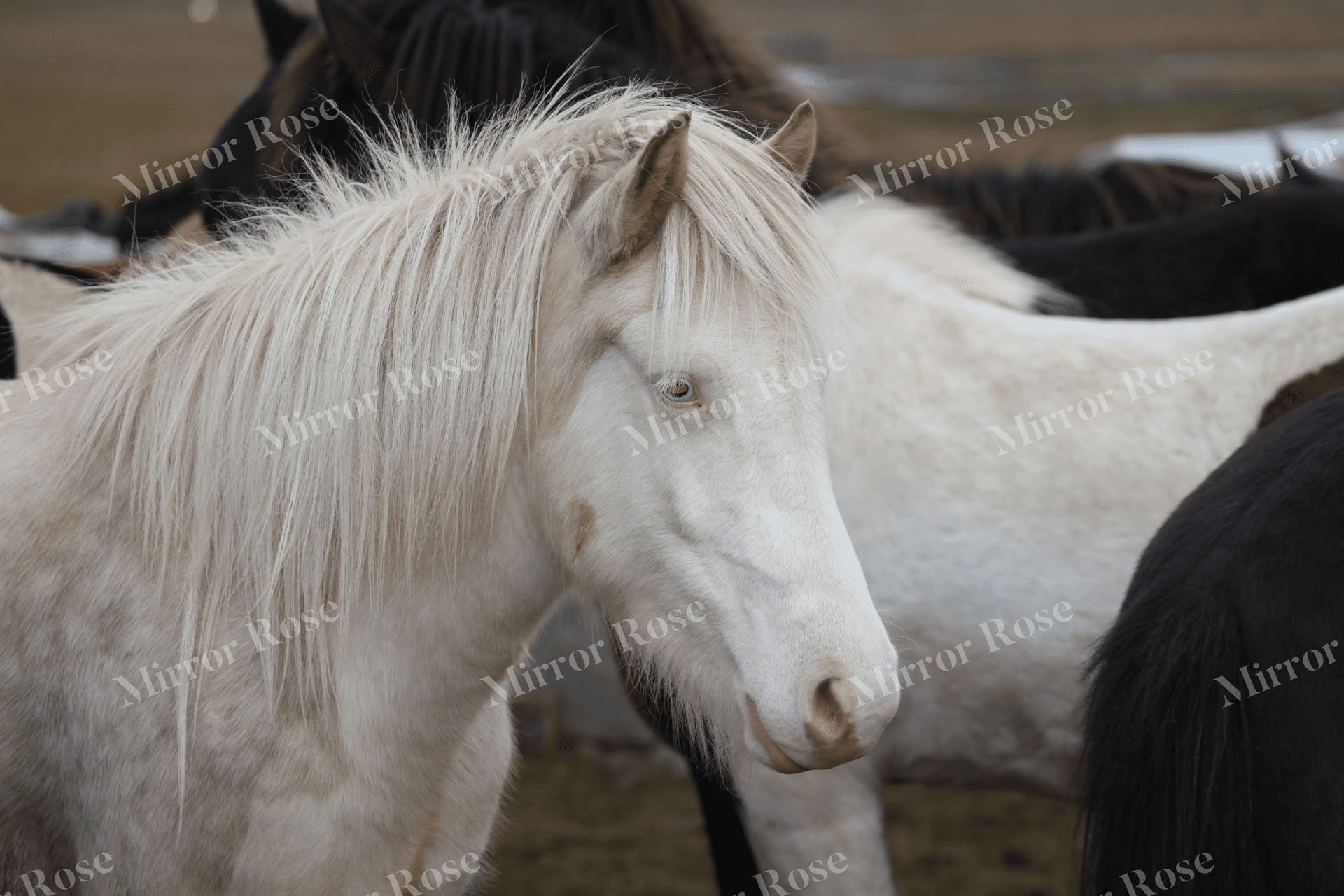 majestic nordic horses in icelandic landscape