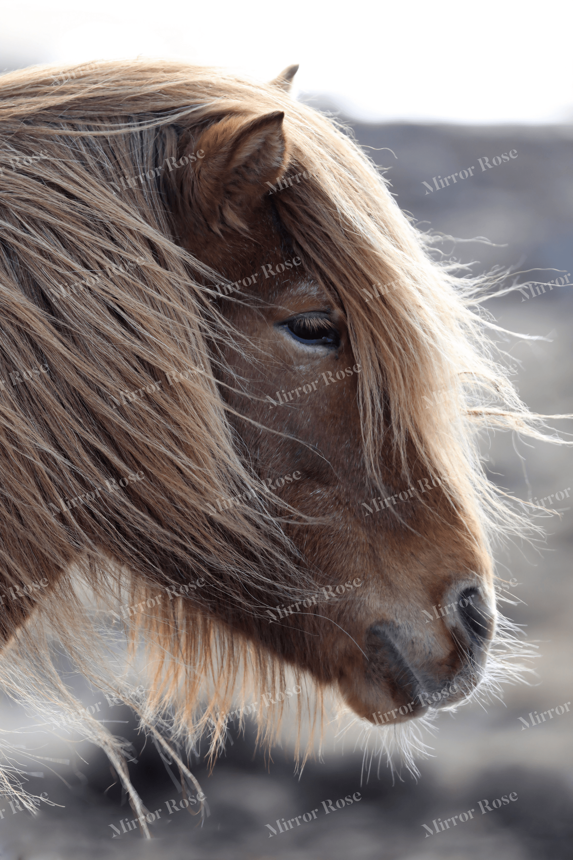 majestic nordic horse portrait