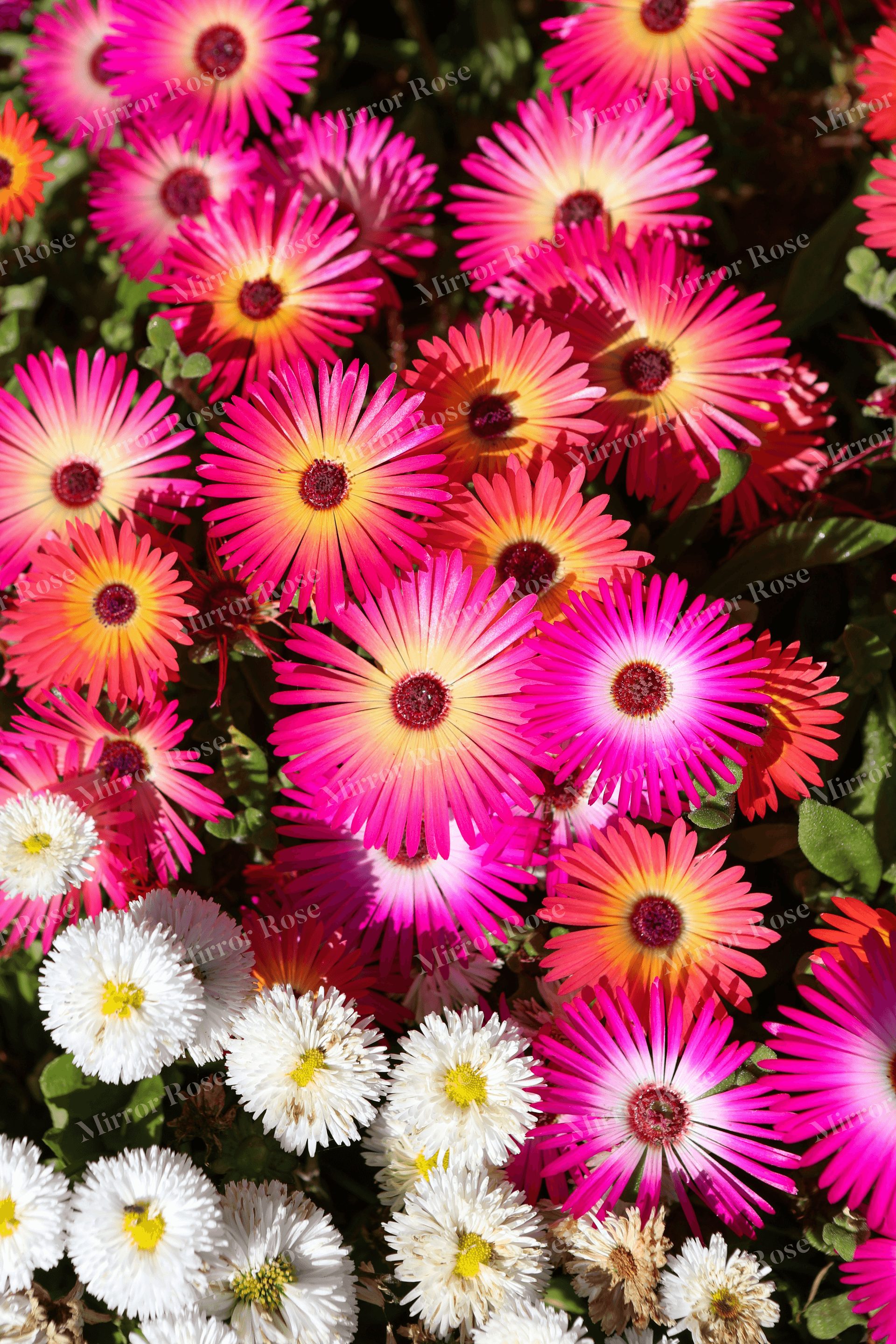 vibrant nordic floral display