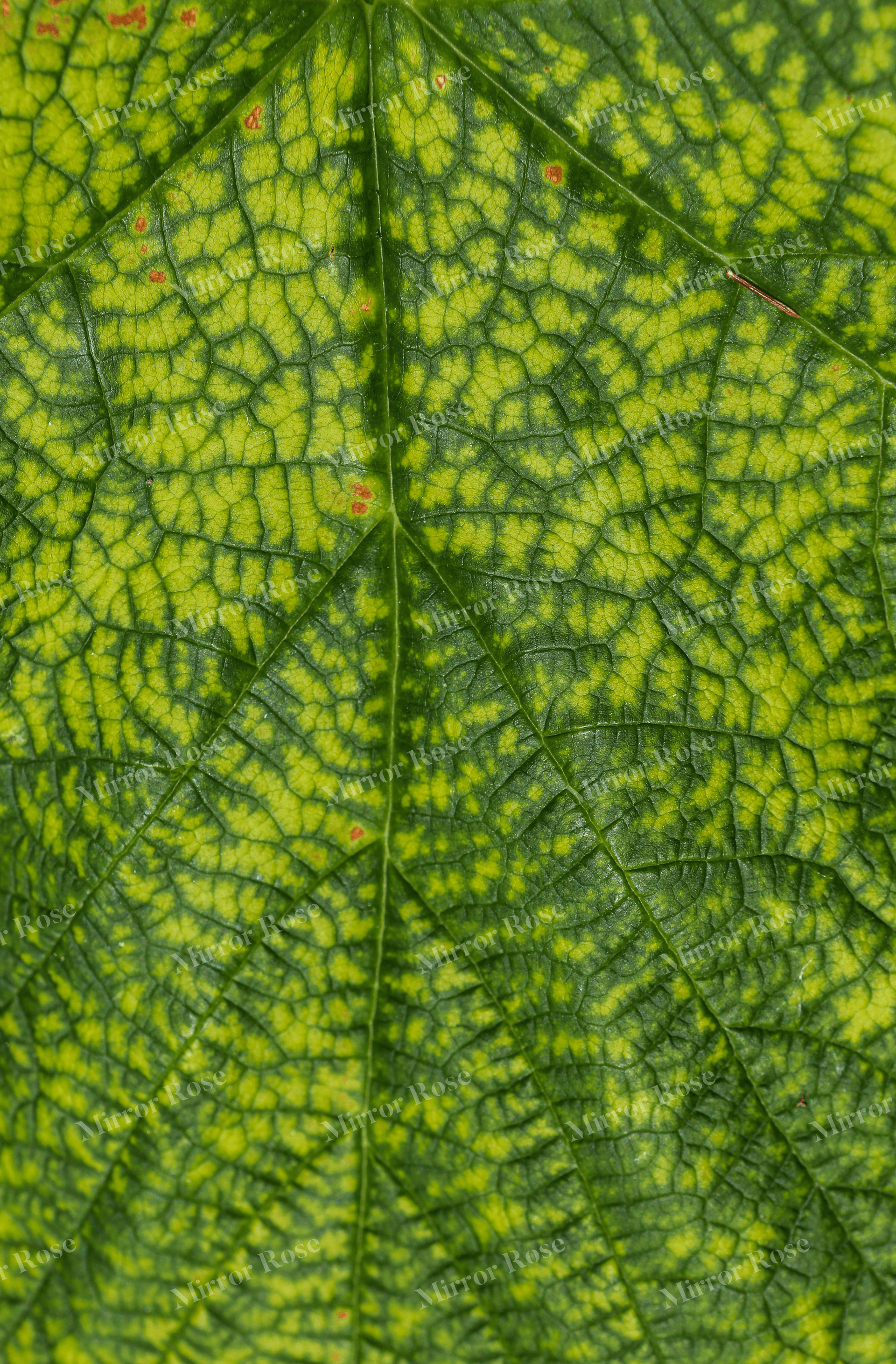textured nordic leaf patterns