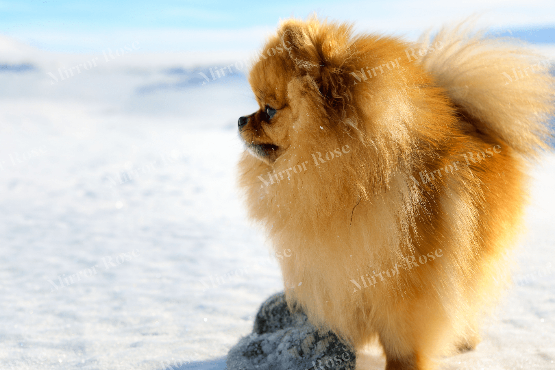 charming nordic pomeranian in snowy landscape