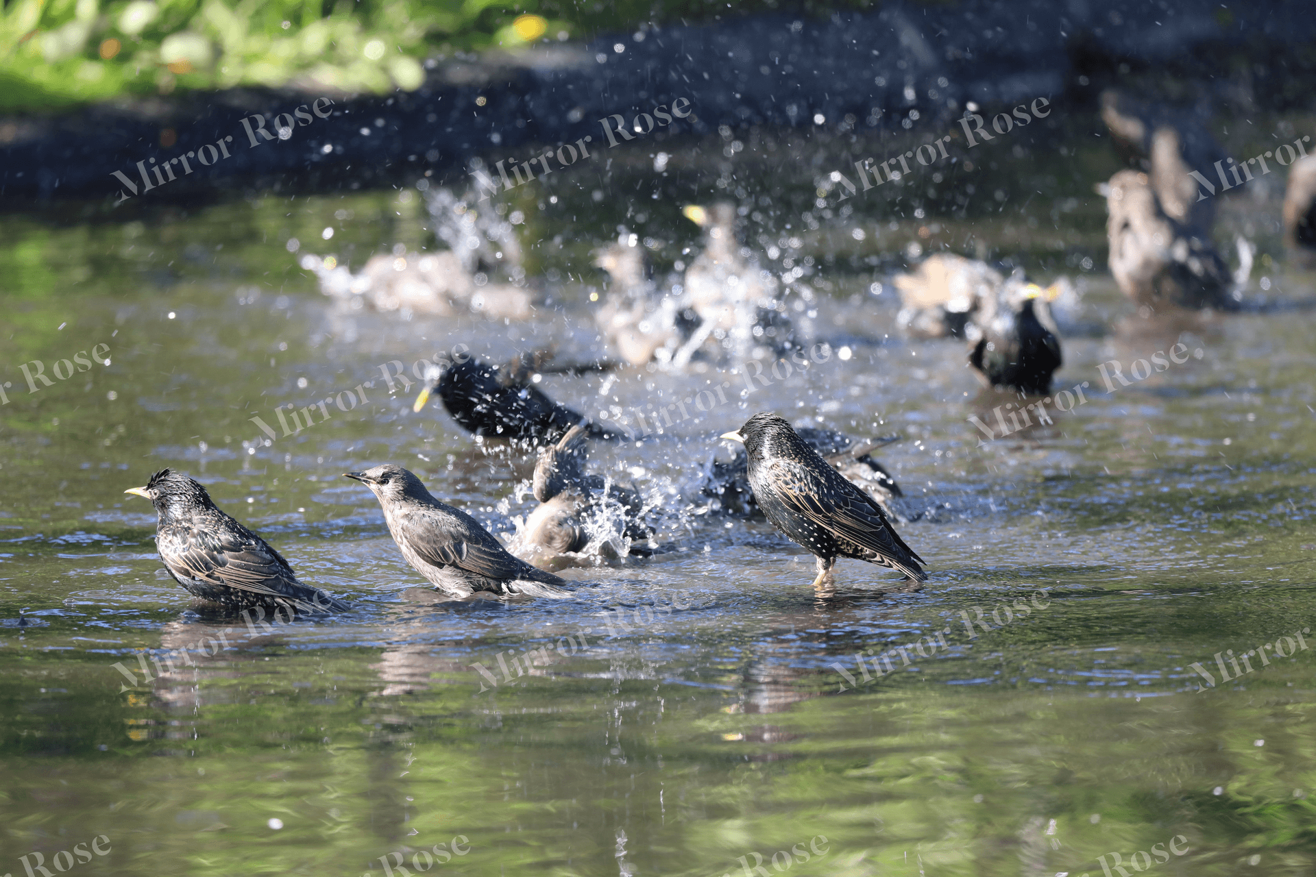 vibrant nordic birdlife in icelandic waters