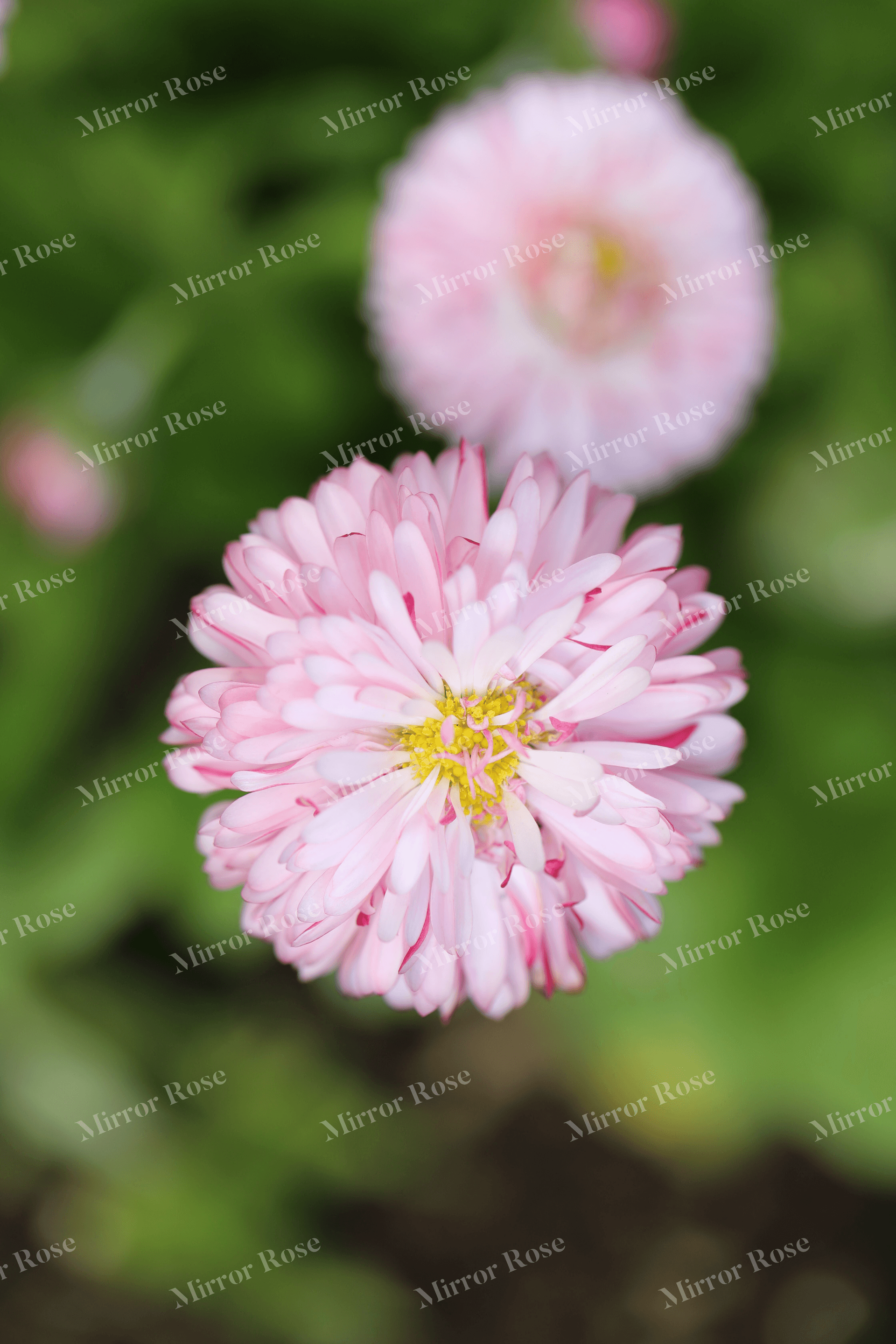 delicate pink blossoms in a nordic garden