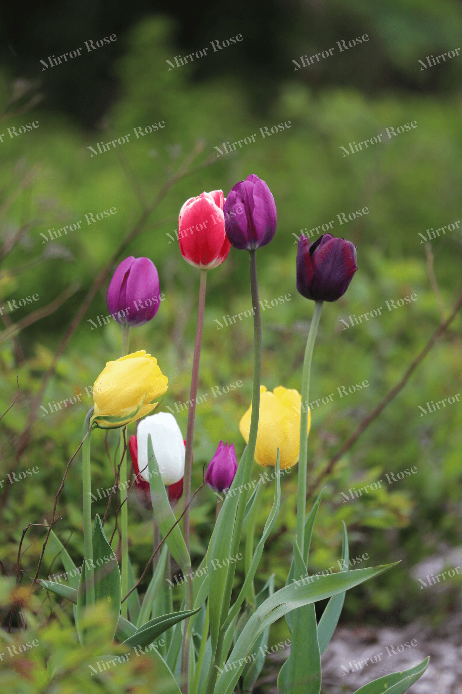vibrant nordic tulip garden in bloom