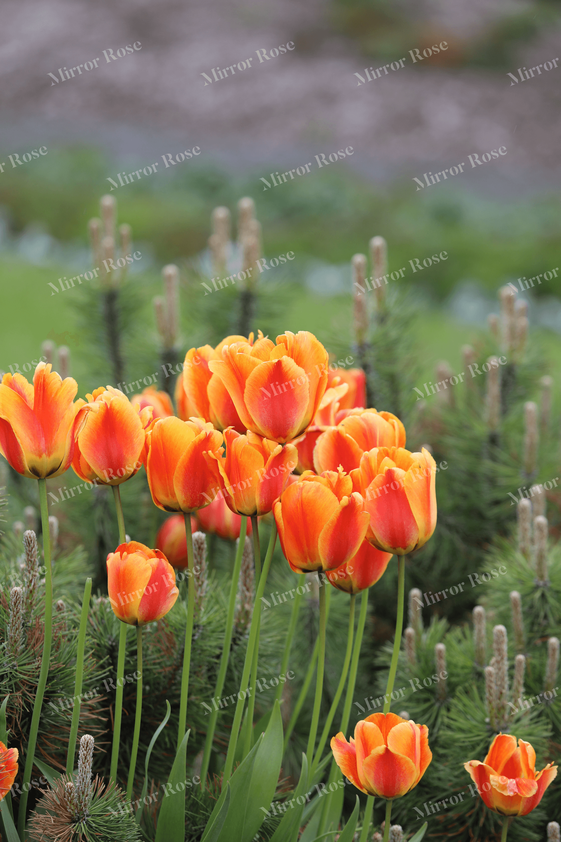 vibrant nordic tulips in bloom