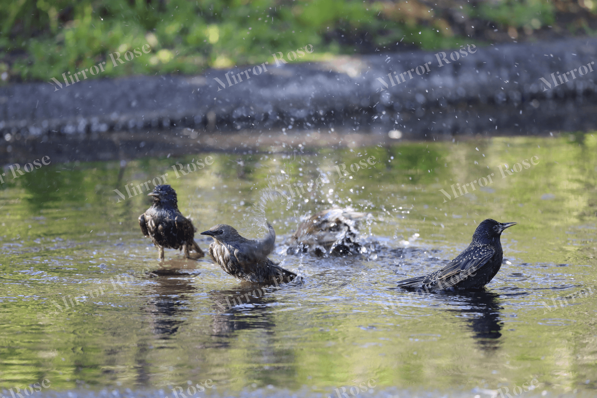playful nordic birds bathing in nature