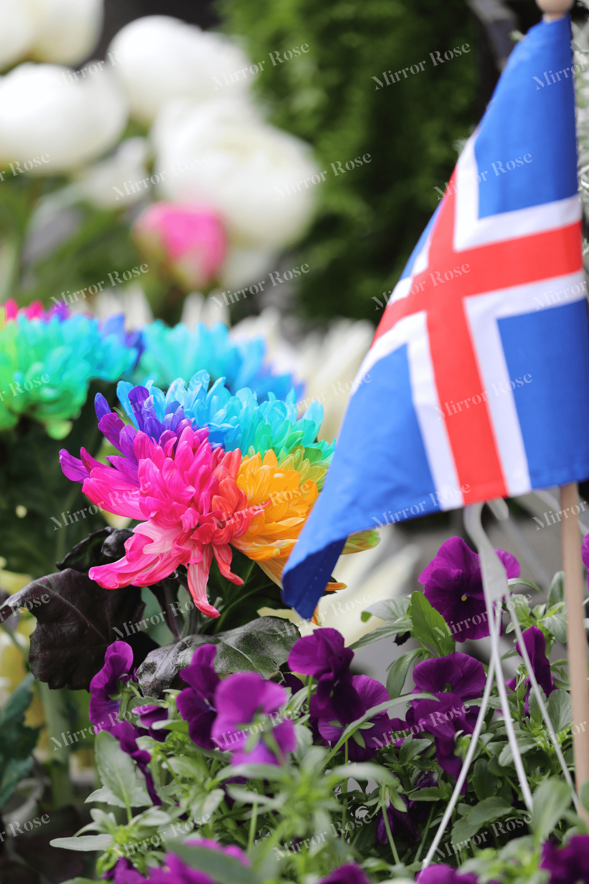 vibrant nordic flora with icelandic flag