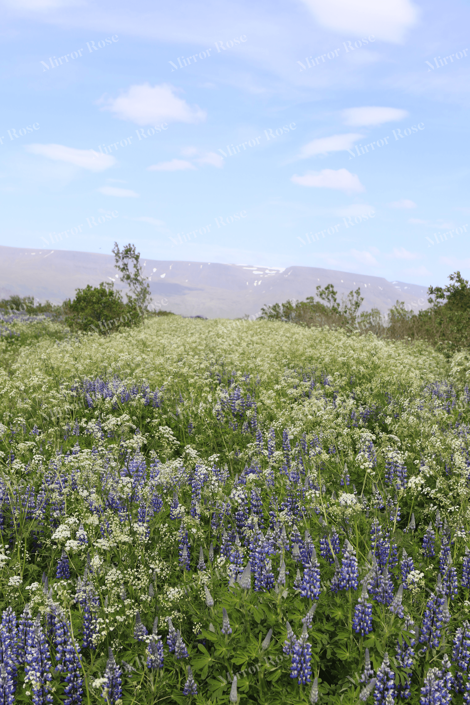 vibrant nordic landscape with icelandic flora