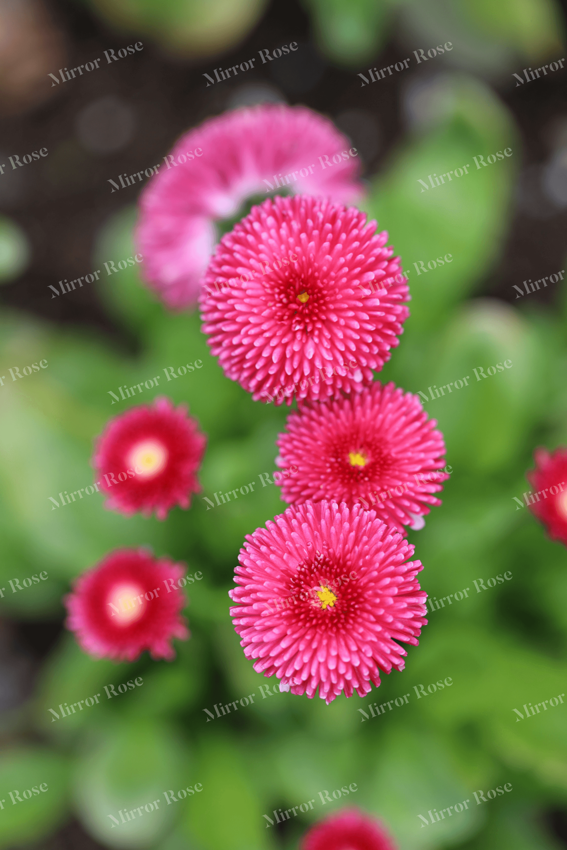vibrant nordic blossoms in bloom