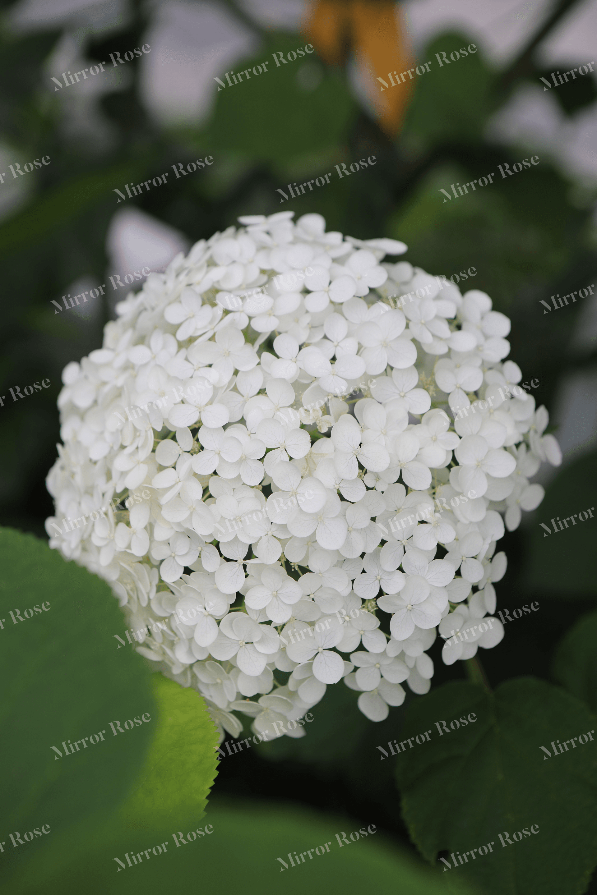 delicate nordic blooms in icelandic gardens